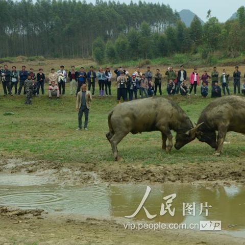欢乐斗牛幸运祈福版本,清晰计划执行辅导_标配版_v2.397
