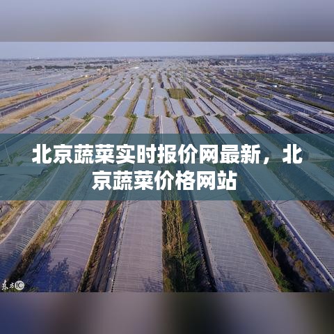 北京蔬菜实时报价网最新，北京蔬菜价格网站 