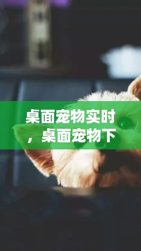 桌面宠物实时，桌面宠物下载大全免费含有宠物窝 