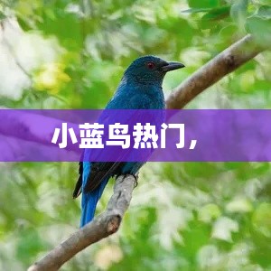 小蓝鸟热门， 
