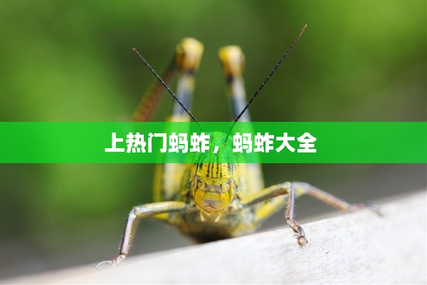 上热门蚂蚱，蚂蚱大全 