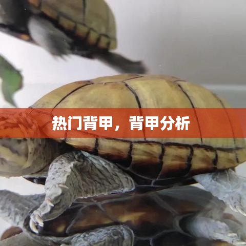 热门背甲，背甲分析 