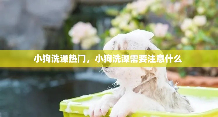 小狗洗澡热门，小狗洗澡需要注意什么 