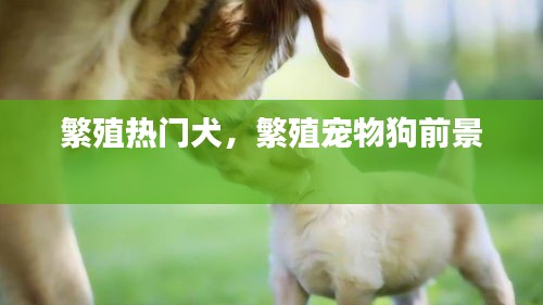 繁殖热门犬，繁殖宠物狗前景 