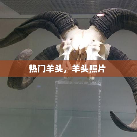 热门羊头，羊头照片 
