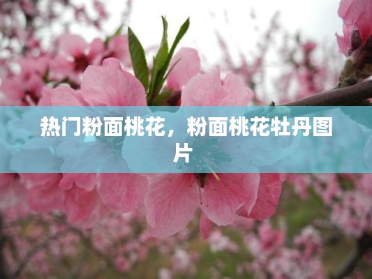 热门粉面桃花，粉面桃花牡丹图片 