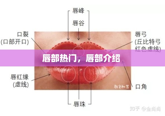 唇部热门，唇部介绍 