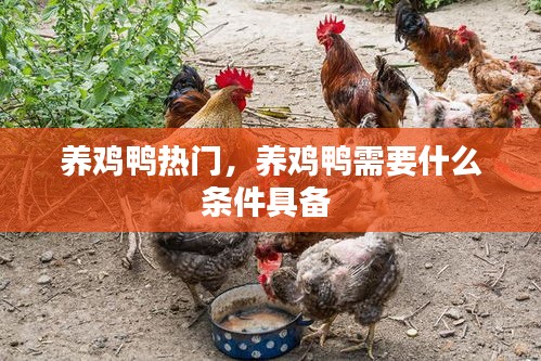 养鸡鸭热门，养鸡鸭需要什么条件具备 