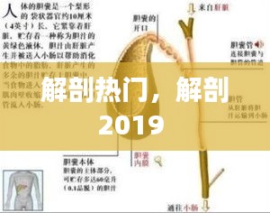 解剖热门，解剖2019 