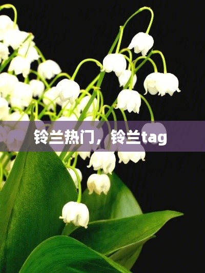 铃兰热门，铃兰tag 