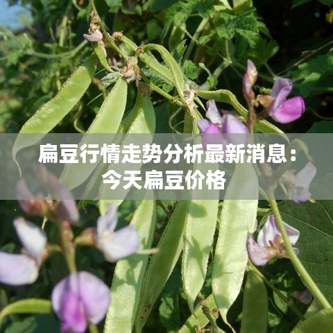扁豆行情走势分析最新消息：今天扁豆价格 