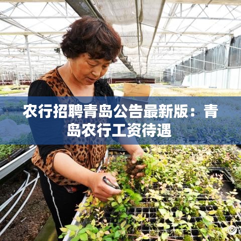 农行招聘青岛公告最新版：青岛农行工资待遇 