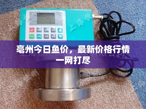 亳州今日鱼价，最新价格行情一网打尽