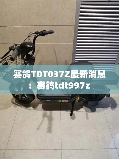 赛鸽TDT037Z最新消息：赛鸽tdt997z 