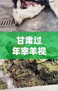 甘肃过年宰羊视频大全最新：宰羊视频很清晰,生死掌握在人手中 