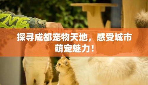 探寻成都宠物天地，感受城市萌宠魅力！