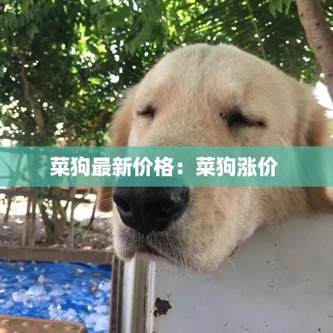 菜狗最新价格：菜狗涨价 