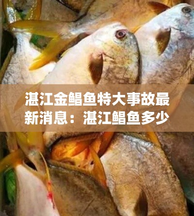 湛江金鲳鱼特大事故最新消息：湛江鲳鱼多少钱一斤 