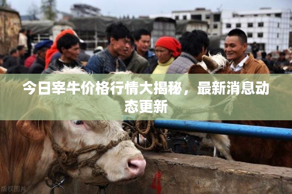 今日宰牛价格行情大揭秘，最新消息动态更新
