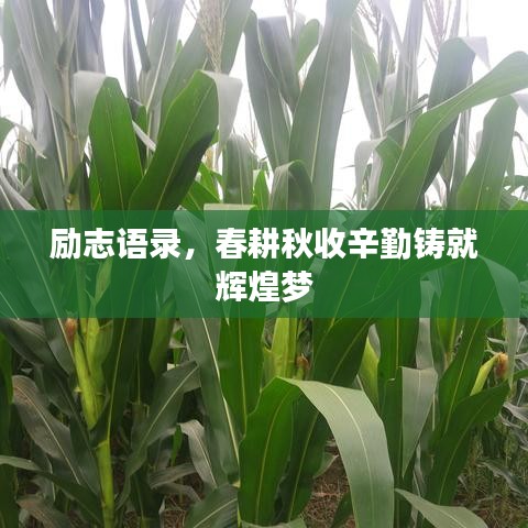 励志语录，春耕秋收辛勤铸就辉煌梦