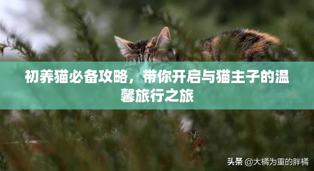 初养猫必备攻略，带你开启与猫主子的温馨旅行之旅