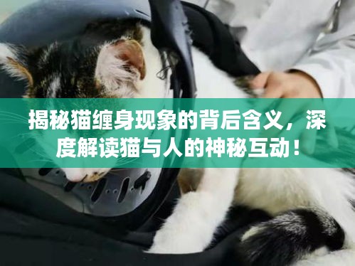 揭秘猫缠身现象的背后含义，深度解读猫与人的神秘互动！