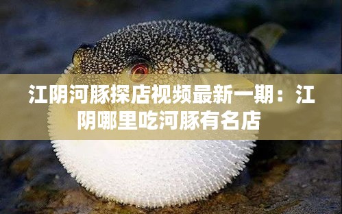 江阴河豚探店视频最新一期：江阴哪里吃河豚有名店 