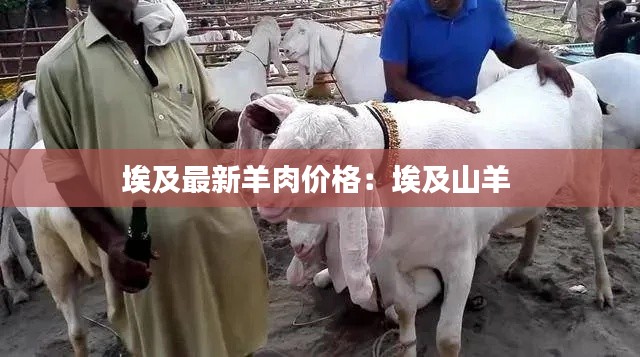 埃及最新羊肉价格：埃及山羊 