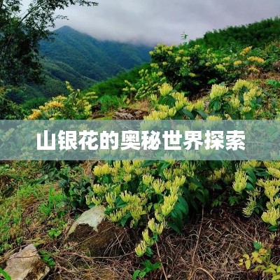 山银花的奥秘世界探索