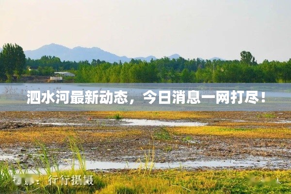 泗水河最新动态，今日消息一网打尽！