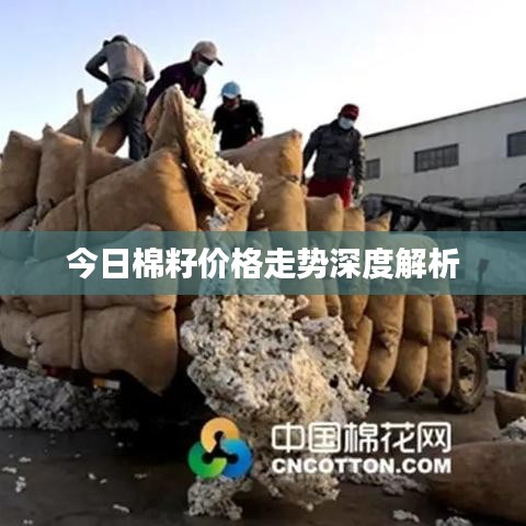 今日棉籽价格走势深度解析