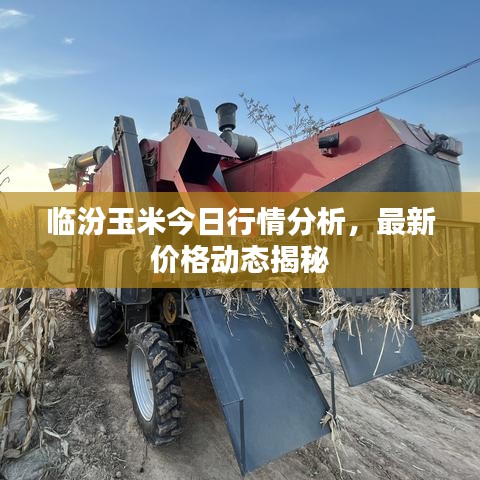 临汾玉米今日行情分析，最新价格动态揭秘
