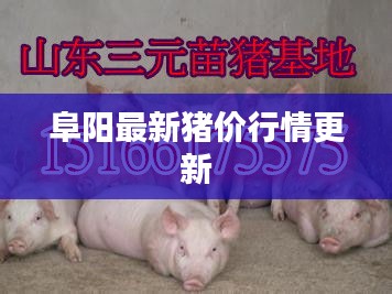 阜阳最新猪价行情更新