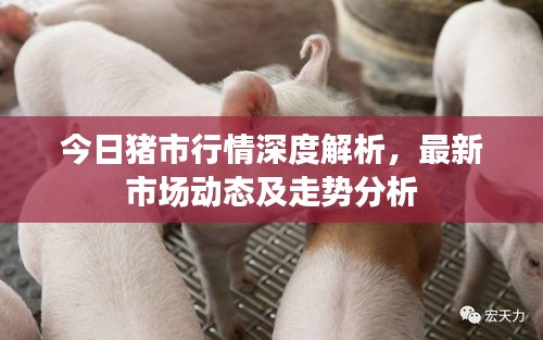 今日猪市行情深度解析，最新市场动态及走势分析