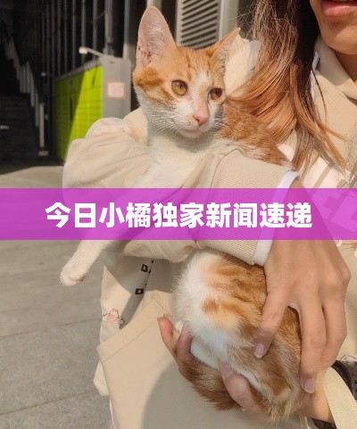 今日小橘独家新闻速递