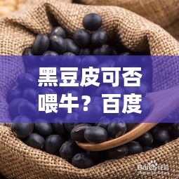 黑豆皮可否喂牛？百度权威解答在这里