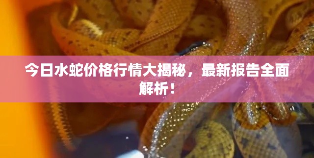 今日水蛇价格行情大揭秘，最新报告全面解析！