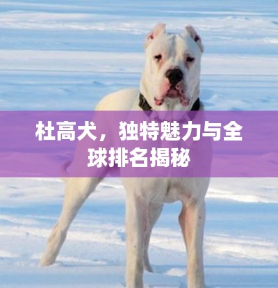 杜高犬，独特魅力与全球排名揭秘