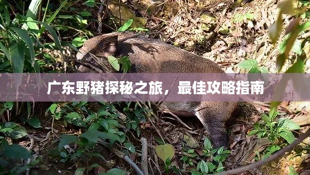 广东野猪探秘之旅，最佳攻略指南