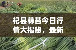 杞县蒜苔今日行情大揭秘，最新价格走势一网打尽