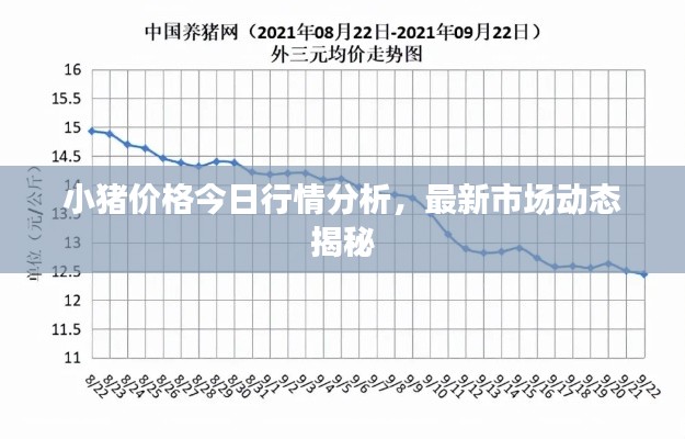 小猪价格今日行情分析，最新市场动态揭秘