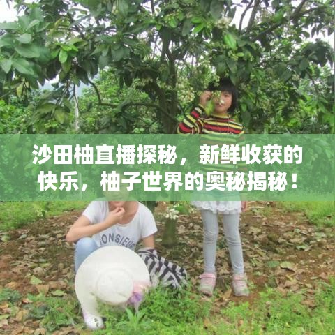 沙田柚直播探秘，新鲜收获的快乐，柚子世界的奥秘揭秘！