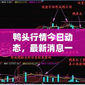鸭头行情今日动态，最新消息一网打尽！