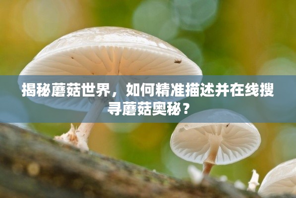 揭秘蘑菇世界，如何精准描述并在线搜寻蘑菇奥秘？