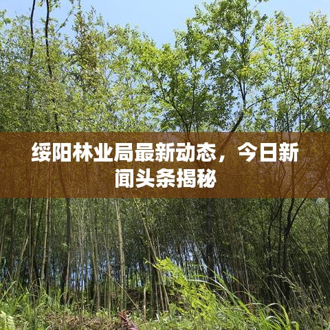 绥阳林业局最新动态，今日新闻头条揭秘