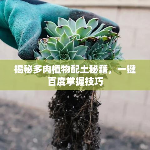 揭秘多肉植物配土秘籍，一键百度掌握技巧