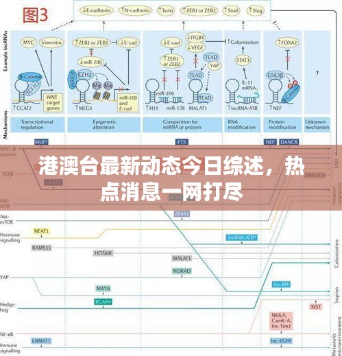 港澳台最新动态今日综述，热点消息一网打尽