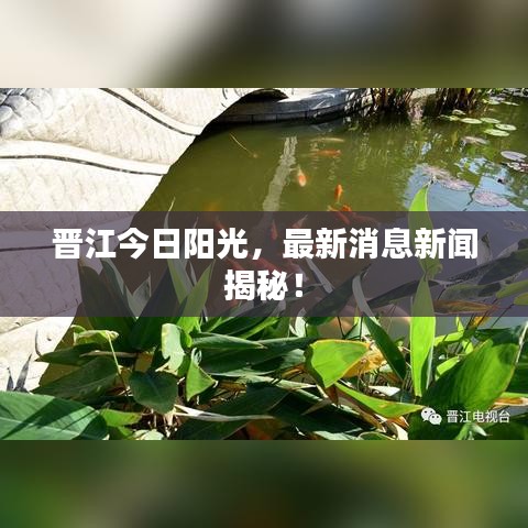 晋江今日阳光，最新消息新闻揭秘！