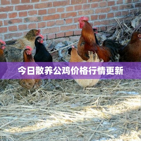今日散养公鸡价格行情更新