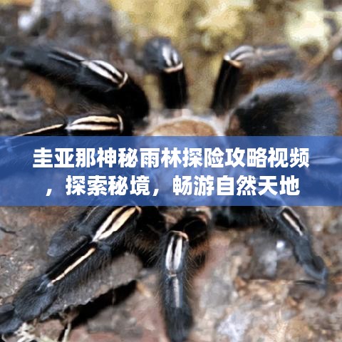 圭亚那神秘雨林探险攻略视频，探索秘境，畅游自然天地